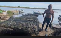 alghero furto di ostriche nella laguna del calich i pescatori in crisi