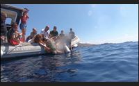 all asinara la clinica per le tartarughe marine 150 quelle recuperate