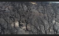 montiferru appello dei volonatri per la fauna selvatica stremata dalla fame