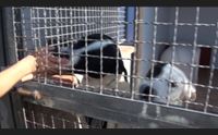l unione sarda domani in omaggio animali domestici speciale di 24 pagine