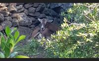 olbia salvato un muflone ferito in citt allarme cani randagi