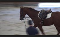 carabinieri a cavallo dall oristanese gli esemplari per il 4 reggimento
