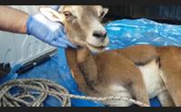 olbia accordo ages ats al via il pronto soccorso per animali feriti