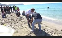 cabras san giovanni di sinis un altra caretta prende il largo
