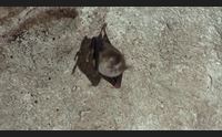 alghero salviamo l ambiente progetto bats aperitivo con i pipistrelli