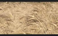 la pasta e il grano anonimo coldiretti danni per i coltivatori sardi