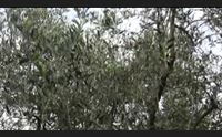 agricoltura sociale ai giovani gli oliveti abbandonati di surigheddu