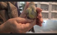 olbia terapia per i malati la simbiosi con gli animali cura ideale