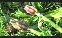 oristanese carciofi avvio di annata disastroso
