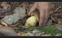 funghi in sardegna raddoppiano i micologi ma l isola ancora senza legge