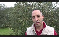 villacidro poche olive ma olio di qualit