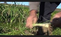 sestu agricoltura in ginocchio dopo i nubifragi la regione ci aiuti