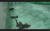 cala gonone all acquario cresce velocemente il primo squalo al mondo senza pap