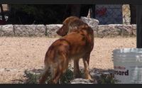dolianova pronto soccorso veterinario la tempestivita puo salvare una vita