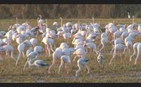 cabras lo spettacolo dei fenicotteri in cerca di cibo nelle risaie