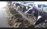 arborea la crisi della filiera del latte tante aziende a rischio chiusura