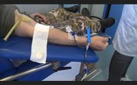 il sangue dell esercito per i talassemici donazioni nelle caserme