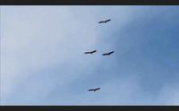 non solo montagne nell isola triplicata la colonia di avvoltoi grifoni