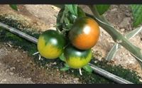 pula marchio de co per tutelare e promuovere pomodori e fichi