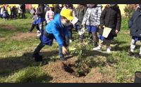 querce nelle scuole anche ad iglesias la festa dell albero