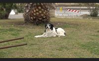 sant antioco la lotta al randagismo contributi per le adozioni