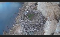 alghero a porto conte dopo mezzo secolo ritorna falco pescatore