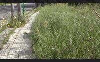 nuorese allarme cunette la vertenza n goro spa blocca il piano sfalcio