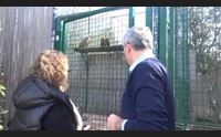 bonassai due grifoni olandesi per il progetto di ripopolamento