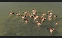 parco naturale molentargius saline il rosa il colore preferito