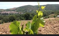 al grenache du monde in spagna trionfo per il cannonau sardo