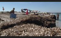 cabras firma la carta della posidonia vietato rimuoverla dalle spiagge