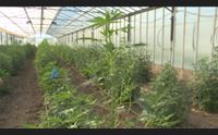 cannabis legge impugnata verso un nuovo scontro regione governo