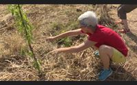 tortol turisti sensibili all ambiente si dedicano a piantare gli alberi