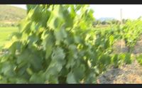 tertenia gli agricoltori protestano per la polvere sulle vigne