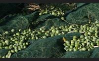 dolianova i 60 anni di copar dal 1962 l oro verde del parteolla