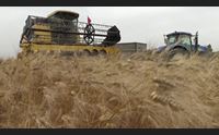 grano mietitura al giro di boa la filera sarda per battere la crisi