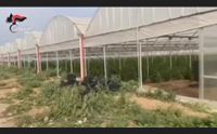 monastir i carabinieri sequestrano 750 chili di marijuana 4 arresti