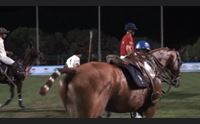 porto cervo successo per il polo e cresce la cantera sarda