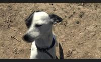 cani con l estate aumentano gli abbandoni ma calano le adozioni