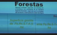 (x domenica)forestas dopo l incendio il lavoro di un anno per il ripopolamento del montiferru