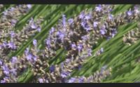 serrenti i segreti della lavanda li trasformiamo in essenze