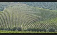 vendemmia si parte in anticipo anche in sardegna produzione in aumento