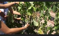 olbia vermentino alfiere di qualit nasce il distretto agroalimentare docg