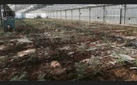 nubifragio a cagliari aziende agricole distrutte domani allerta in gallura
