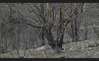 monastir dopo i 150 ettari in fumo la mini maratona basta incendi