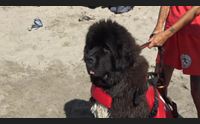 cagliari al poetto un salvataggio speciale con i nautical rescue dogs