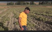lunamatrona un marchio di qualit per il melone in asciutto