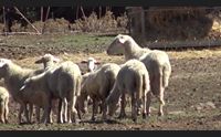sodd maedi visna situazione in stallo dal barigadu appello alla regione