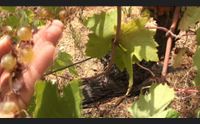 dopo i cinghiali a oliena la vendemmia la fanno i mufloni un disastro