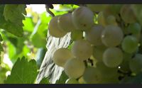 alghero confagricoltura traccia il futuro del comparto agricolo sardo
